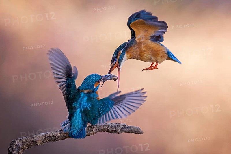 Common kingfisher