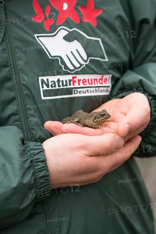 Grasfrosch