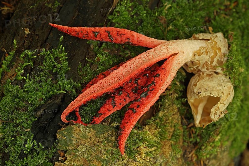 Cuttlefish mushroom