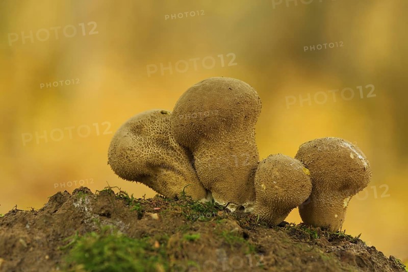 Four Brown umber-brown puffball