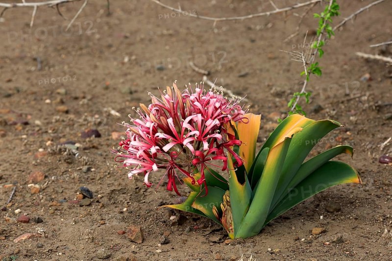 South african crinum lily