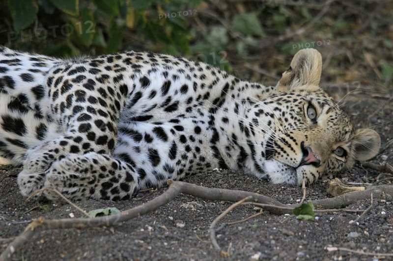Pardusnian leopard niche leopards