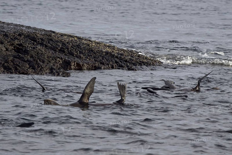 Galapagos Sea Bear