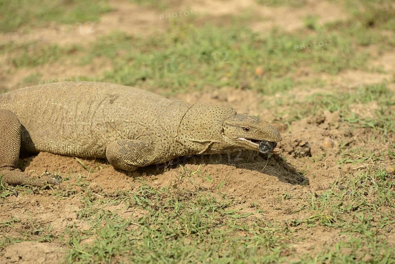 Bengal monitor
