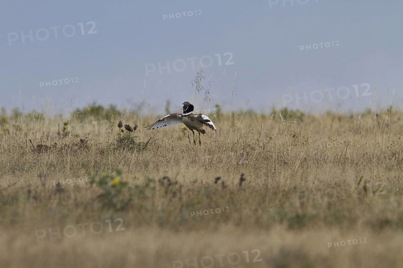 Little Bustard