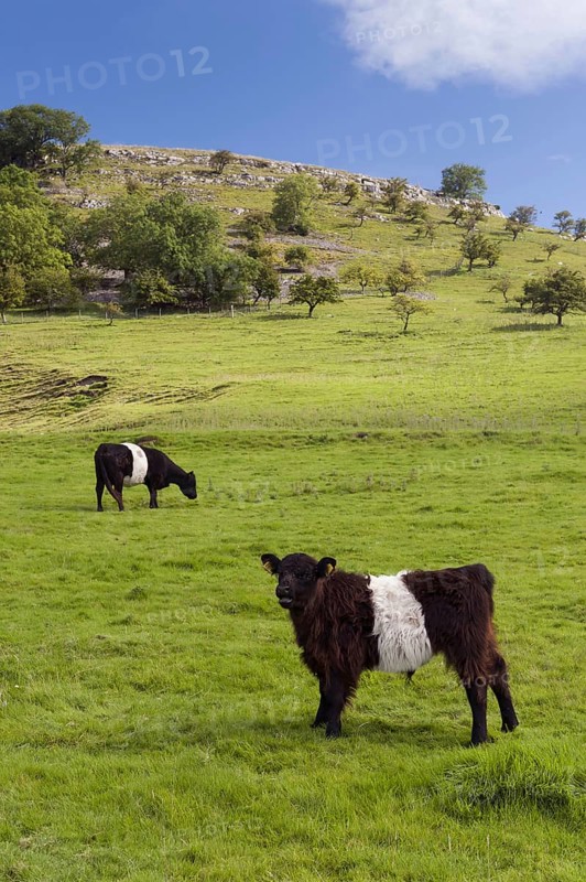 Domestic Cattle