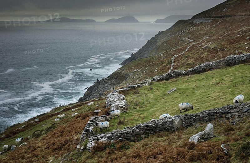 Domestic Sheep