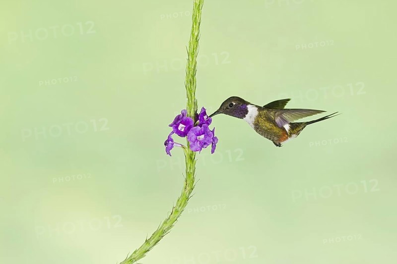 Purple-throated Woodstar