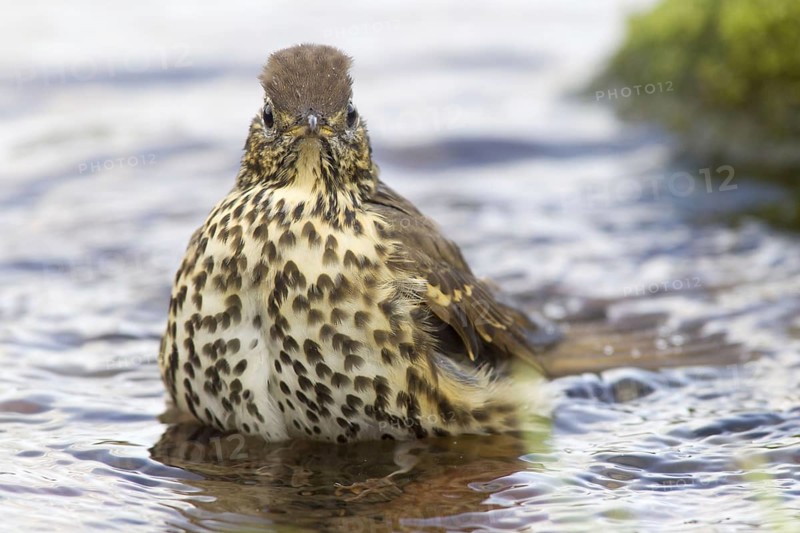 Song thrush