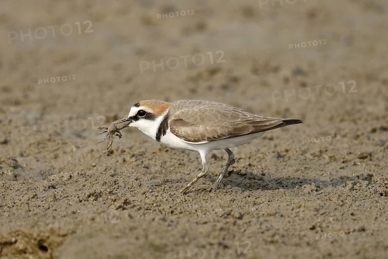 Kentish plover