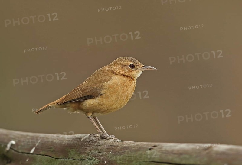 Rufous Hornero