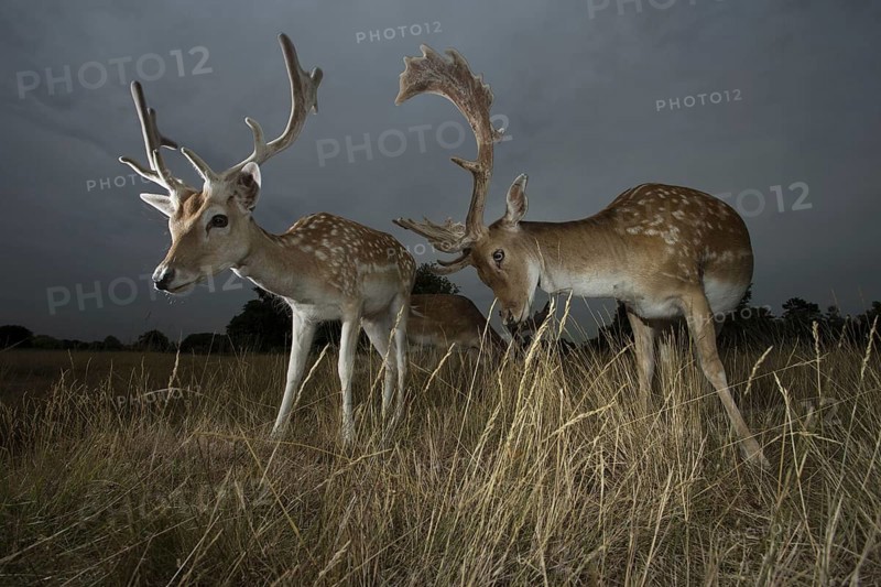 Fallow Deer