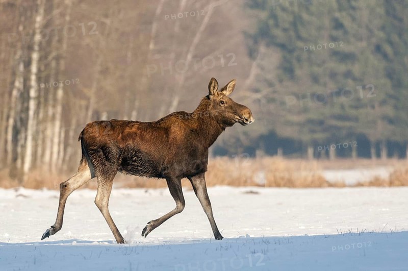 Eurasian elks