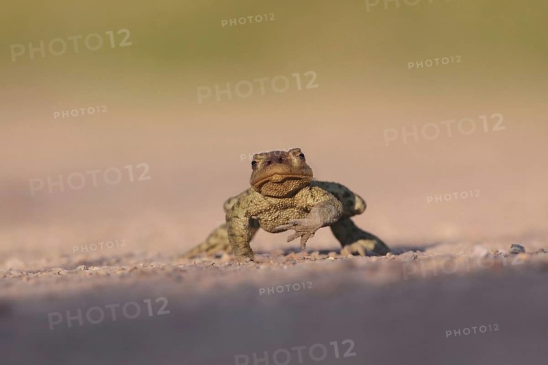 Common Toad
