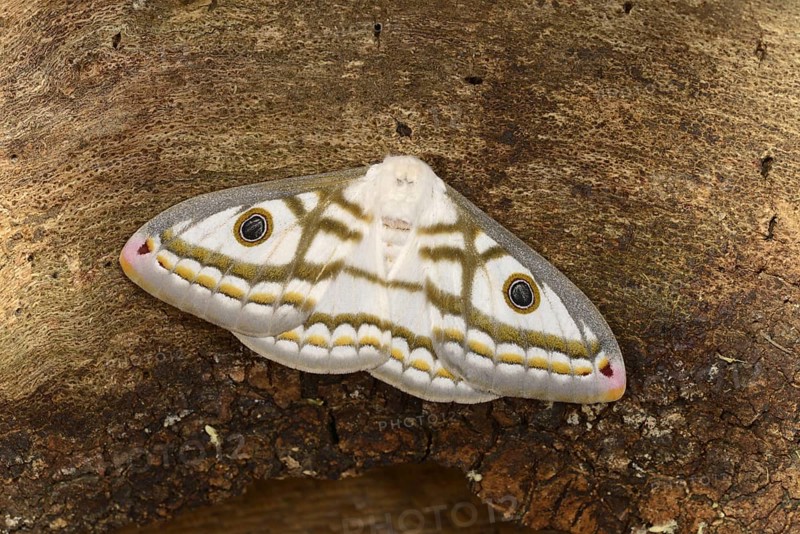 Marbled Emperor