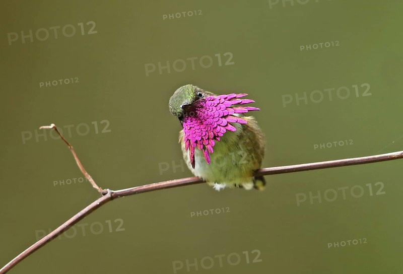 Vine-throated Hummingbird