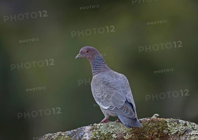 Picazuro Pigeon