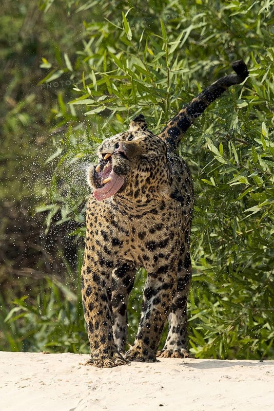 Parana jaguar