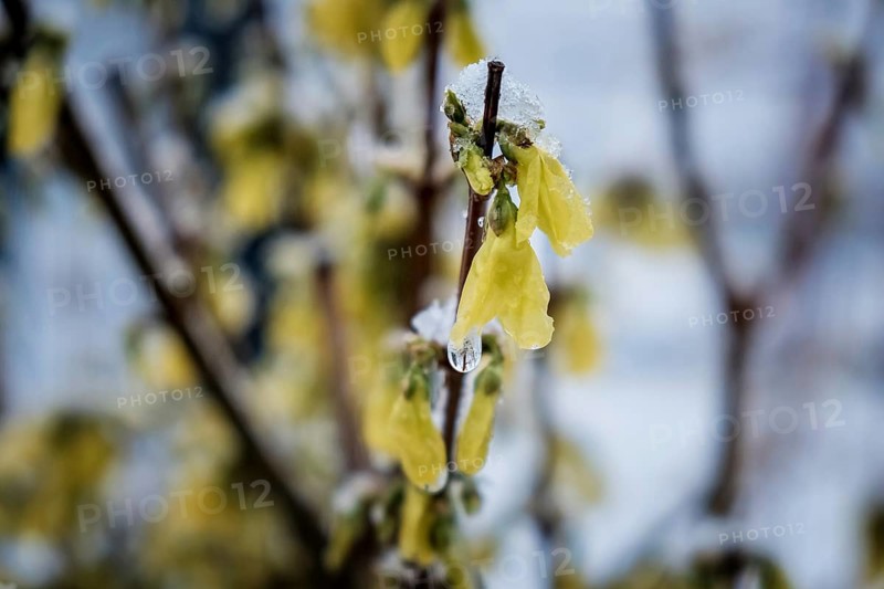 Snow covered forsythia branch