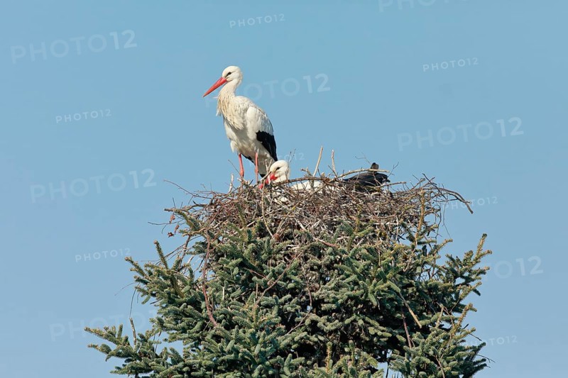 Pair of white storks in the nest during the breeding season