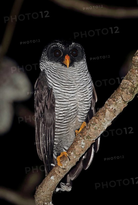 Black-and-white owl