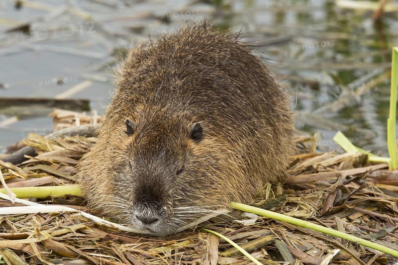 Nutria