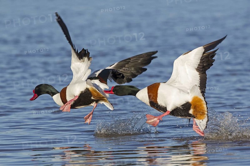 Common Shelduck