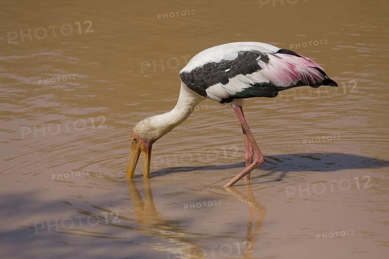 Painted stork looking for food