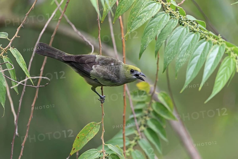 Palm Tanager