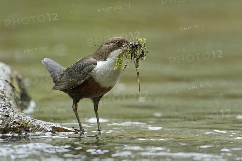 White-throated Dipper