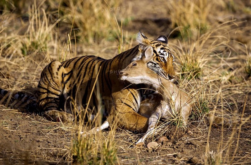 Indian Tiger