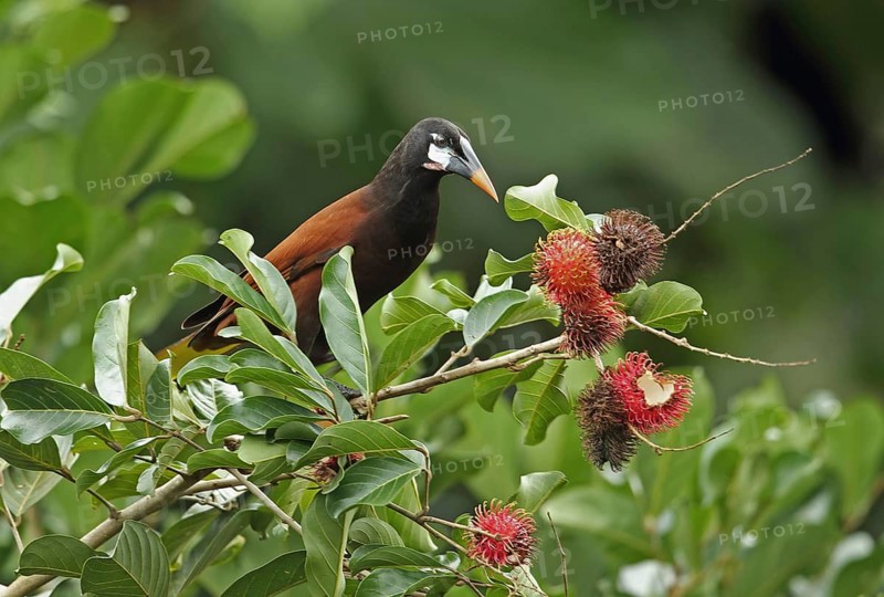 Montezuma Oropendola