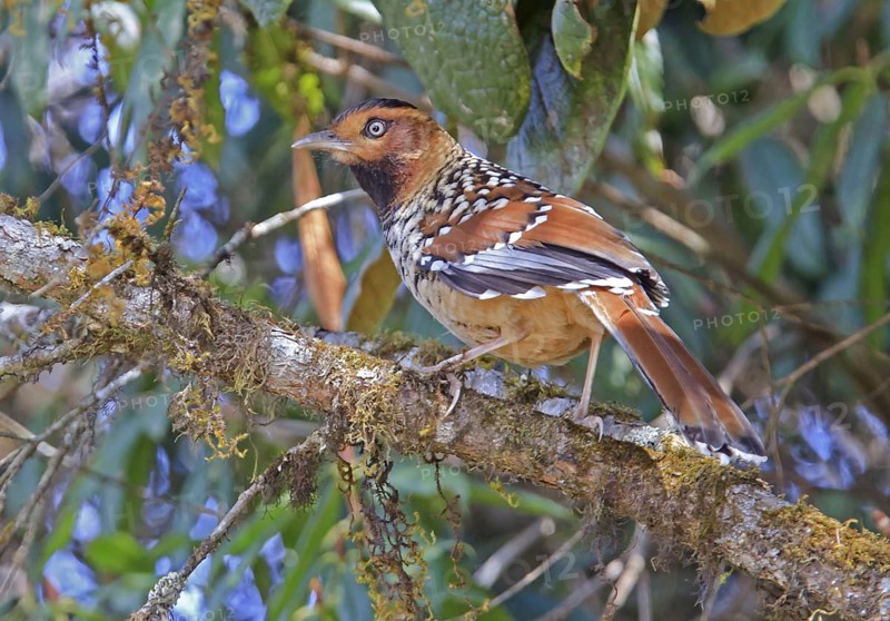 Spotted Laughing Thrush