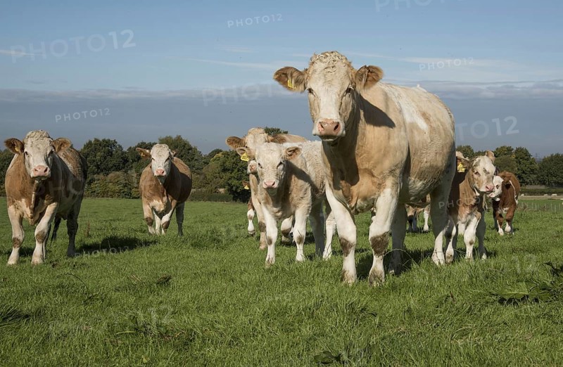 Simmental cattle