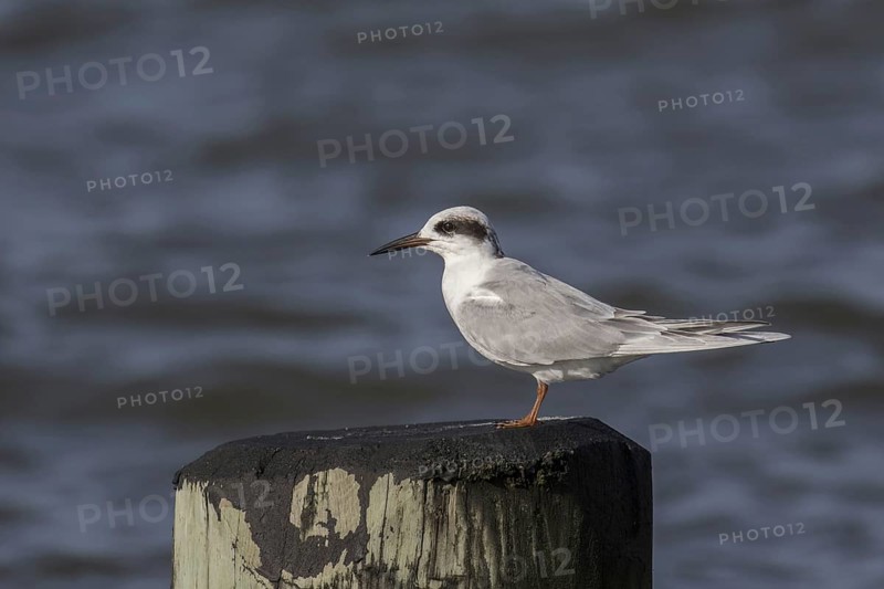 Common Tern