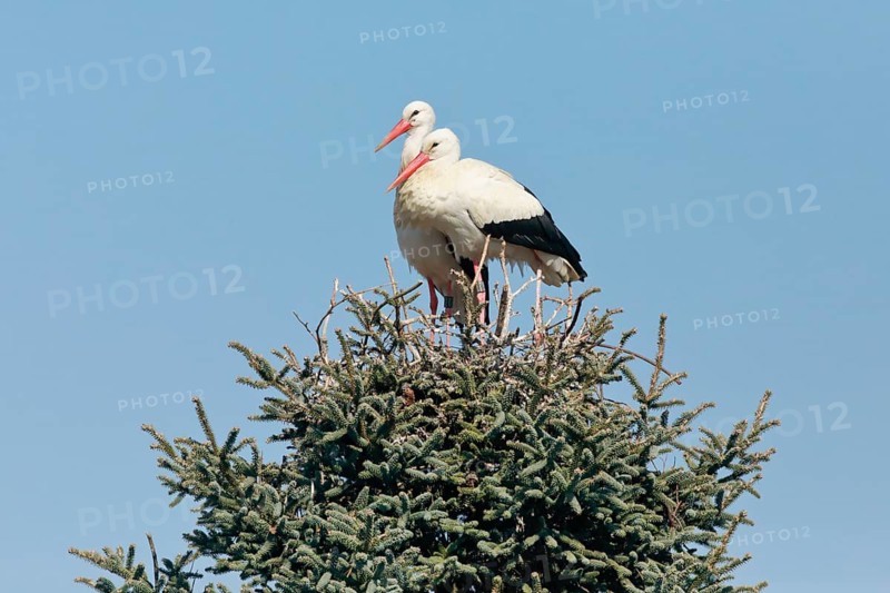 Weissstorchen Paar steht waehrend der Paarungszeit in ihrem Nest inmitten der Baumkrone einer grossen Fichte