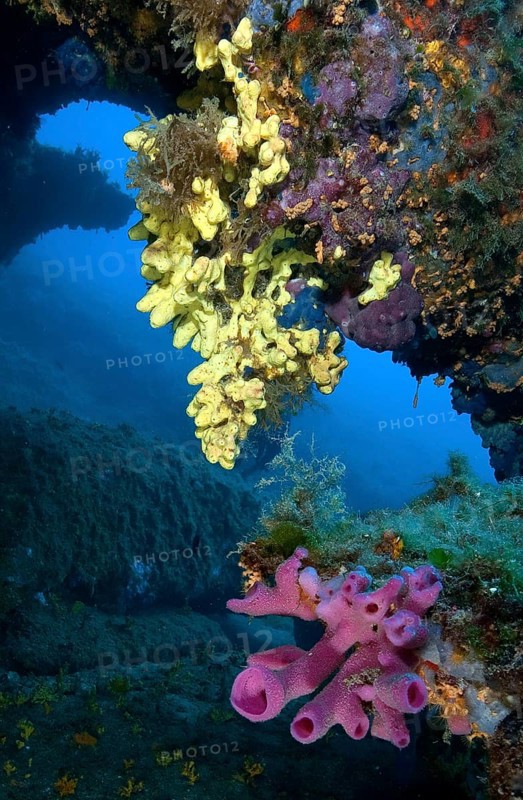 Pink tube sponge