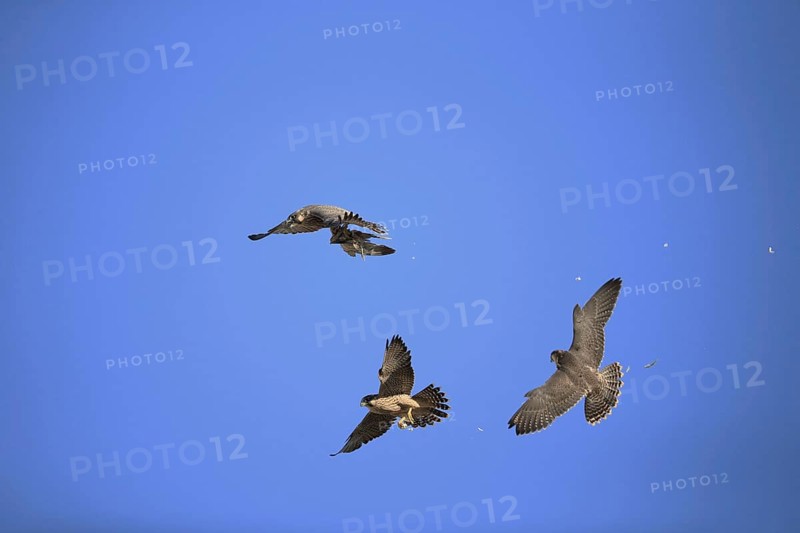 Peregrine Falcon
