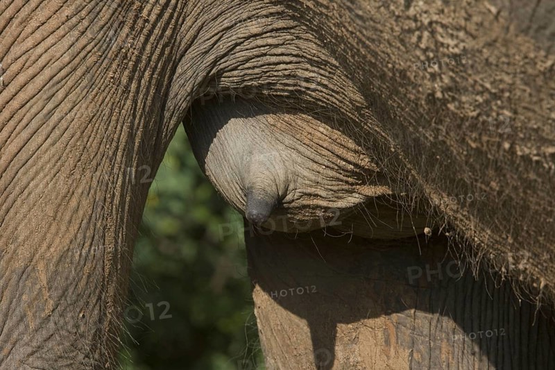 Asian elephant