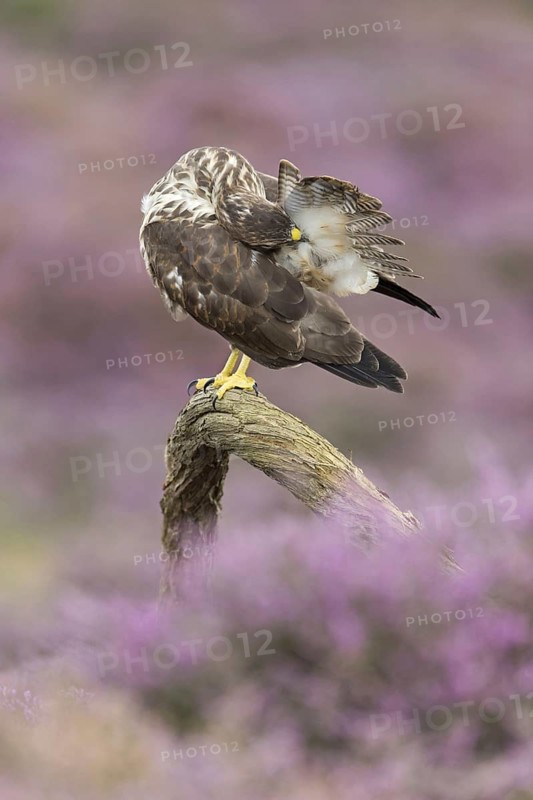 Common steppe buzzard