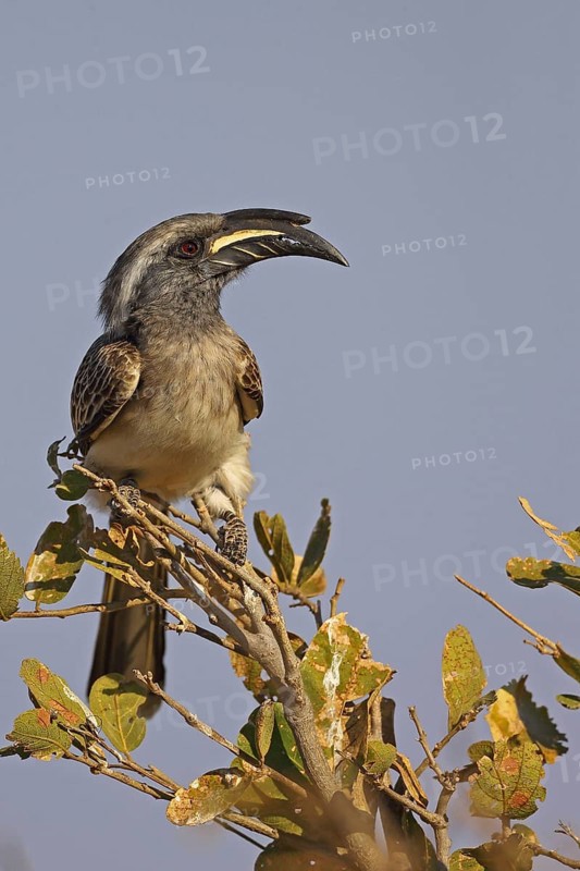 African african grey hornbill