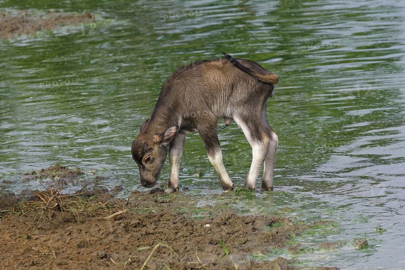 Bubalus arnee f. bubalis