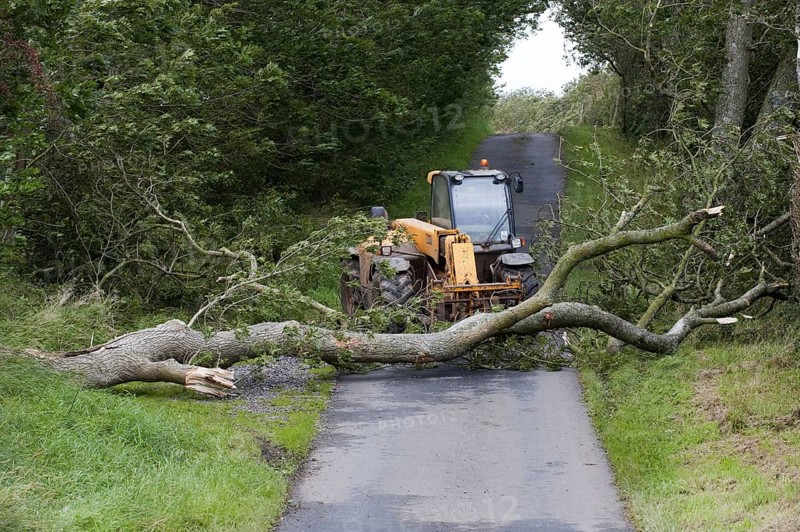 Mature tree that fell across the road during a storm and was moved by a farmer with a loader