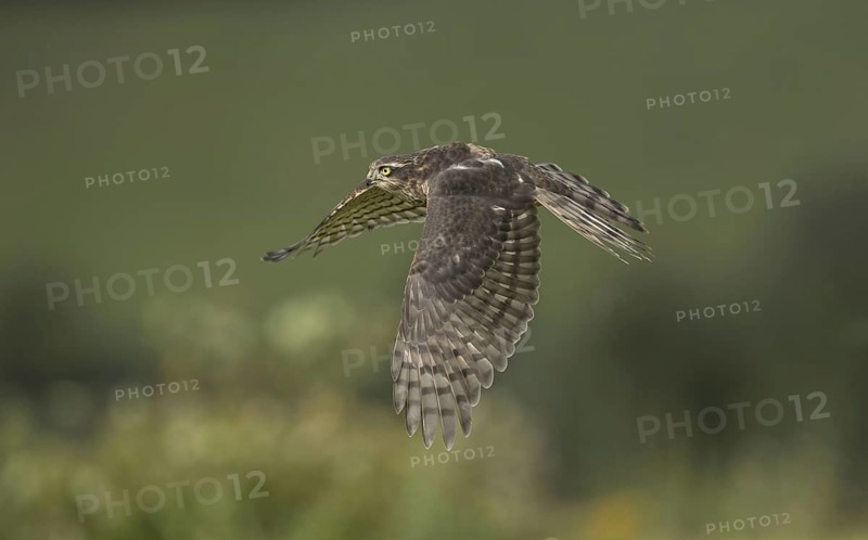 Eurasian eurasian sparrowhawk