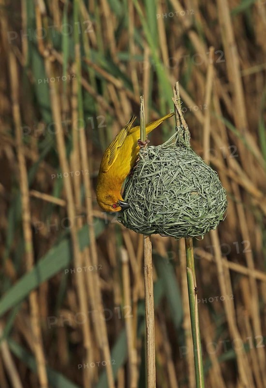 Eastern Golden Weaver