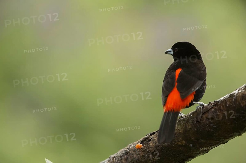 Passerini's Tanager