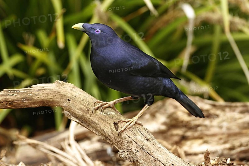 Silk Bowerbird