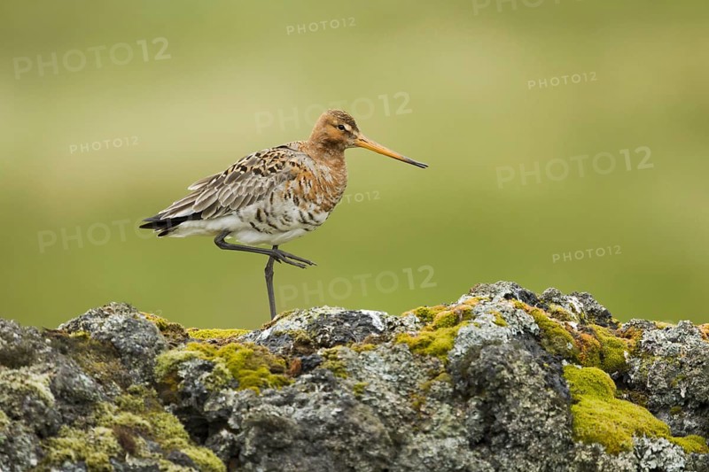 Black-tailed godwit