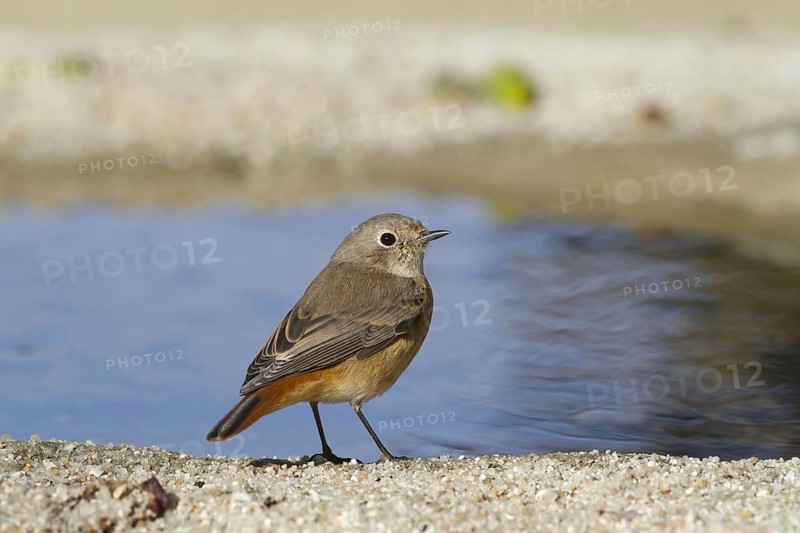 Common Redstart
