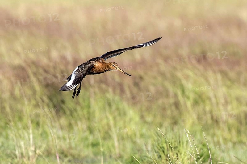 Flying Black tailed Godwit in summer plumage